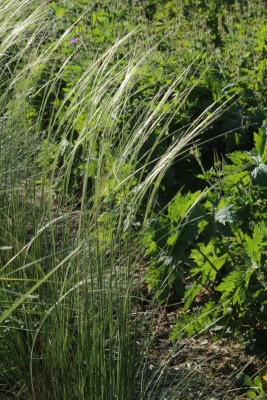 Bild von Stipa pennata