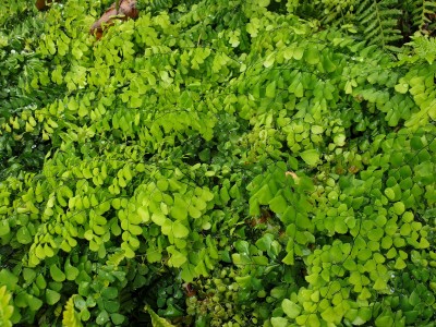 Bild von Adiantum venustrum