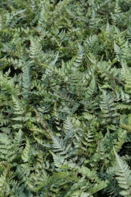 Bild von Athyrium niponicum Metallicum