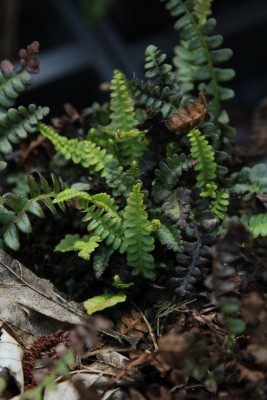 Bild von Blechnum penna marina