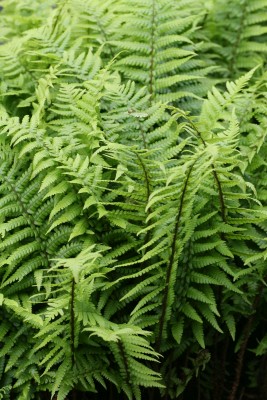 Bild von Dryopteris affinis borreri
