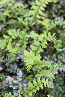 Bild von Polystichum aculeatum