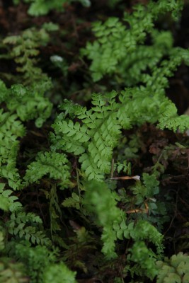 Bild von Polystichum braunii