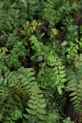Bild von Polystichum setiferum