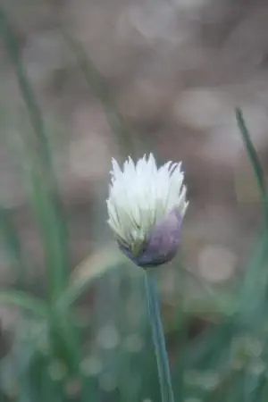 Bild von Allium schoenoprasum Elbe