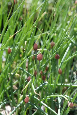 Bild von Allium schoenoprasum Forescate