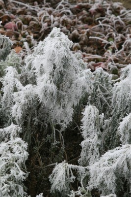 Bild von Artemisia arborescens Powis Castle