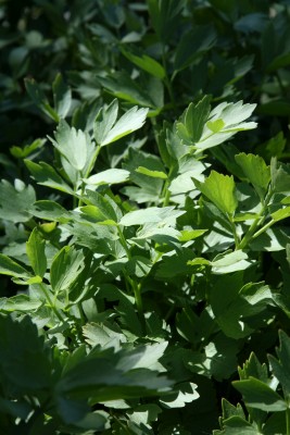 Bild von Levisticum officinale