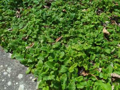 Bild von Melissa officinalis