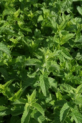 Bild von Mentha piperita