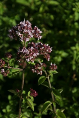 Bild von Origanum vulgare