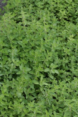 Bild von Origanum vulgare ssp.hirtum
