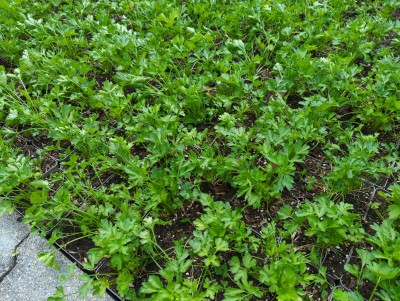 Bild von Petroselinum crispum, glatt