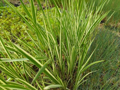 Bild von Acorus calamus Variegatus