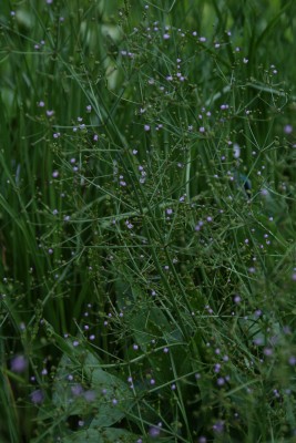Bild von Alisma lanceolatum