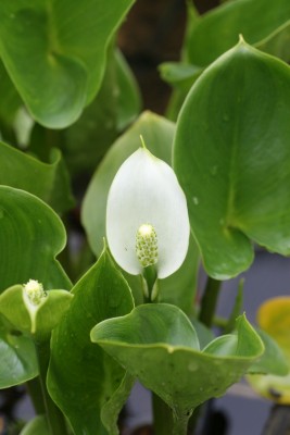Bild von Calla palustris