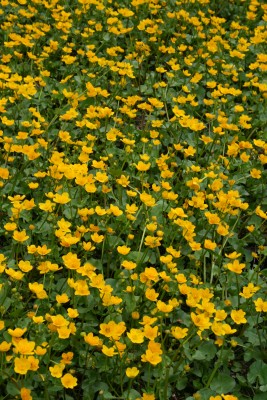 Bild von Caltha palustris