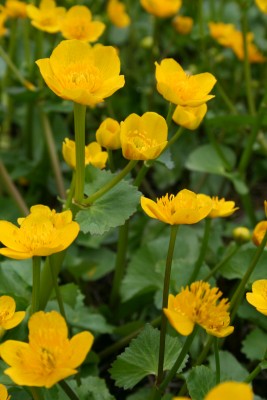 Bild von Caltha palustris