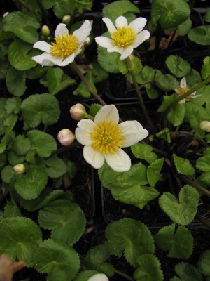Bild von Caltha palustris var.alba