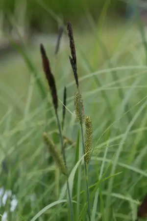 Bild von Carex acutiformis