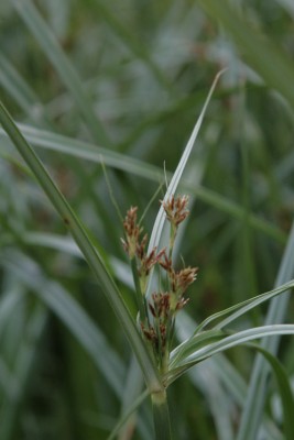 Bild von Cyperus longus