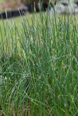 Bild von Eleocharis palustris