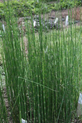 Bild von Equisetum hyemale