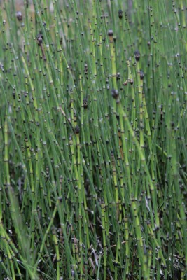Bild von Equisetum hyemale Minima