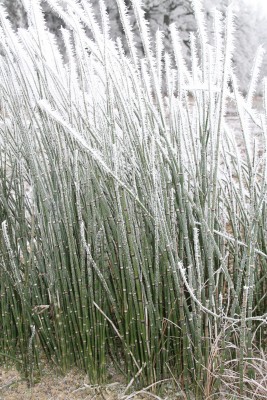 Bild von Equisetum palustre