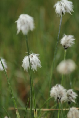 Bild von Eriophorum vaginatum