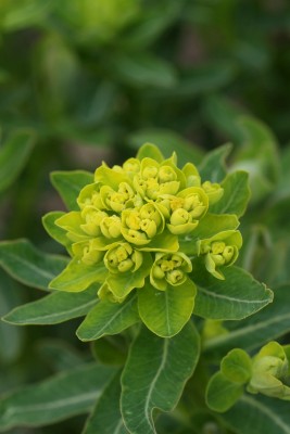 Bild von Euphorbia palustris Teichlaterne