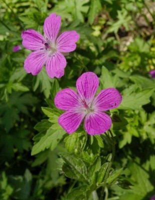 Bild von Geranium palustre