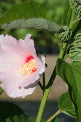 Bild von Hibiscus moscheutos