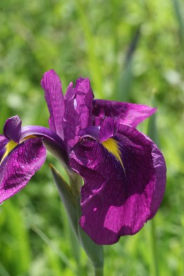 Bild von Iris ensata kaempferi