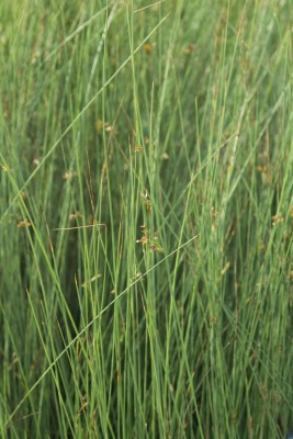 Bild von Juncus inflexus