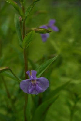 Bild von Mimulus ringens