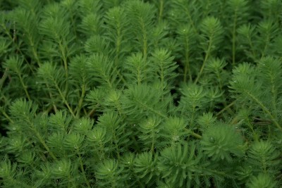 Bild von Myriophyllum aquaticum brasiliense