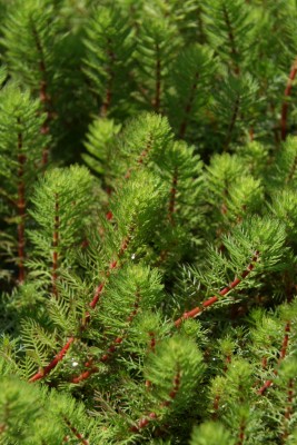 Bild von Myriophyllum spicatum