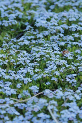 Bild von Myosotis rehsteineri