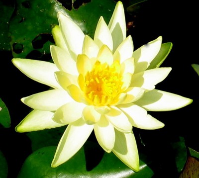 Bild von Nymphaea x-cult. Colonel Welch