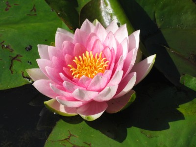 Bild von Nymphaea x-cult. Darwin