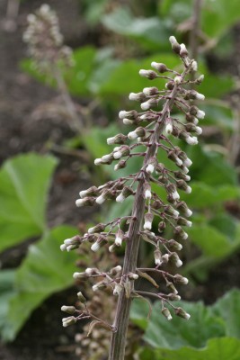 Bild von Petasites hybridus officinalis 