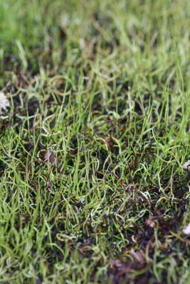 Bild von Pillularia globulifera