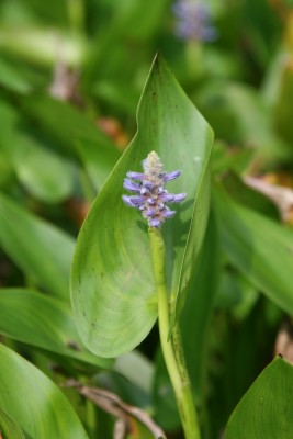 Bild von Pontederia cordata