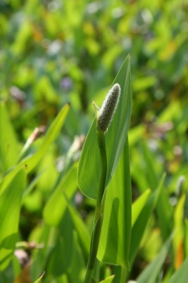 Bild von Pontederia lanceolata