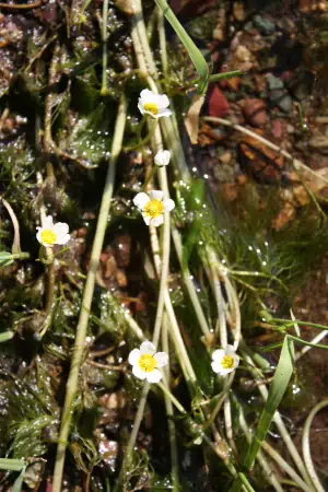 Bild von Ranunculus aquatilis