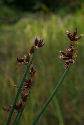Bild von Schoenoplectus lacustris