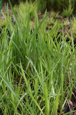 Bild von Sparganium erectum