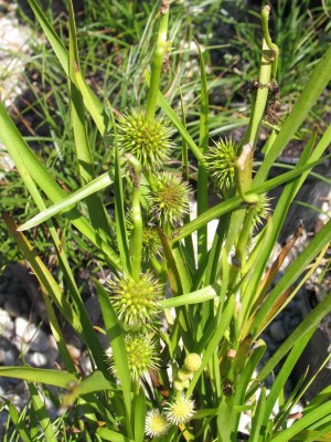 Bild von Sparganium simplex