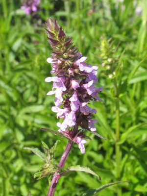 Bild von Stachys palustris
